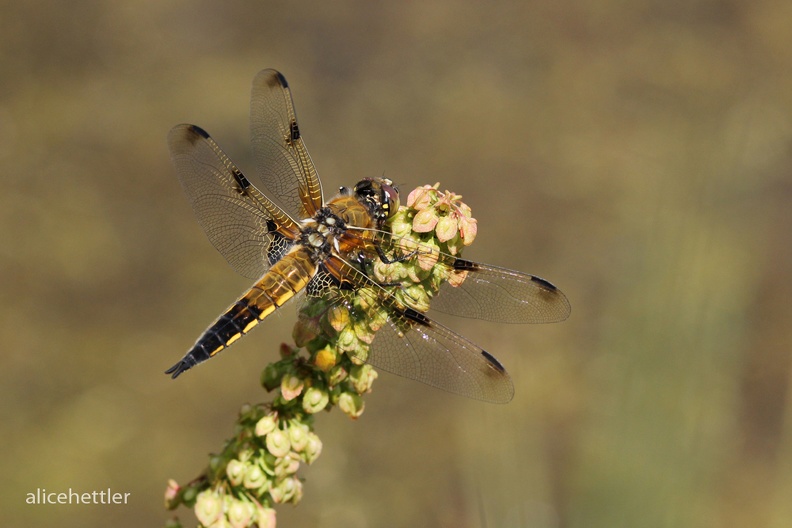 Vierfleck-Libelle (Libellula quadrimaculata)